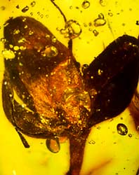 Seed pod in amber