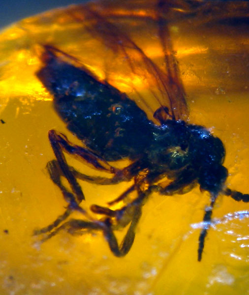 Insect in amber