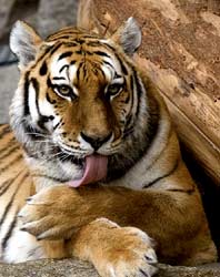 Panthera tigris