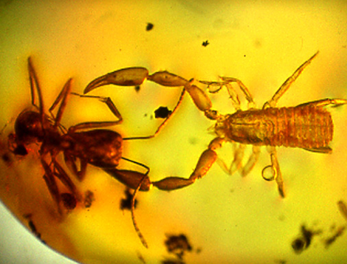 Pseudoscorpion