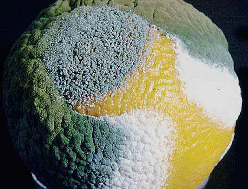 Penicillium