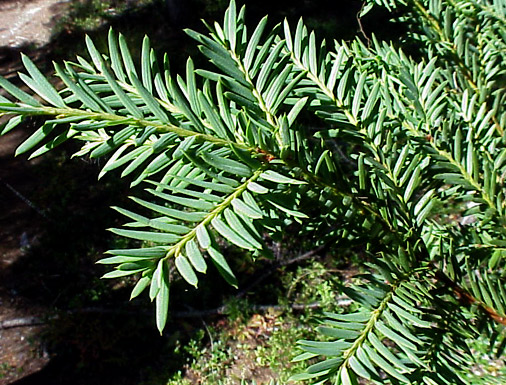 Pacific Yew