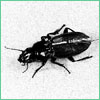 Ground Beetle