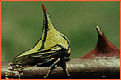 Treehopper