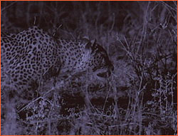 Leopard stalking