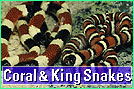 Coral and King snakes