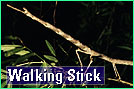 Walking stick