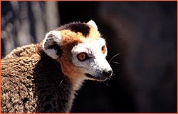 male crowned lemur