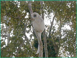 silky sifaka