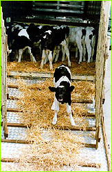 Calves waiting to be slaughtered during Mad Cow scare