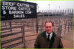British cattle pens