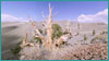 Lone bristlecone