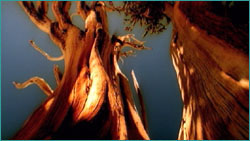 Bristlecones from below