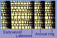 Diagram of earlywood, latewood, and annual rings