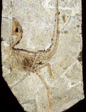 Dinosaur with proto-feathers
