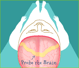 screen grab of Probe the Brain