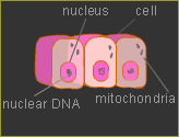 Human cell