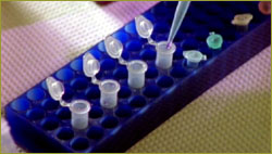 Gloved hand and DNA in test tubes