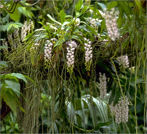 Aerides odorata