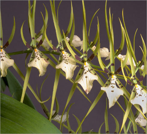 Brassia rex