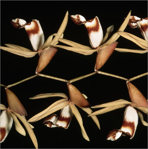 Coelogyne massangeana