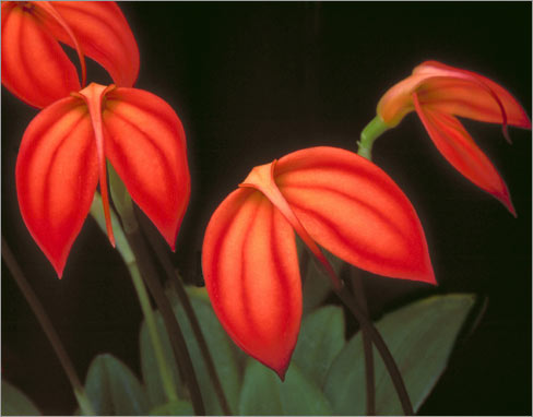 Masdevallia ignea