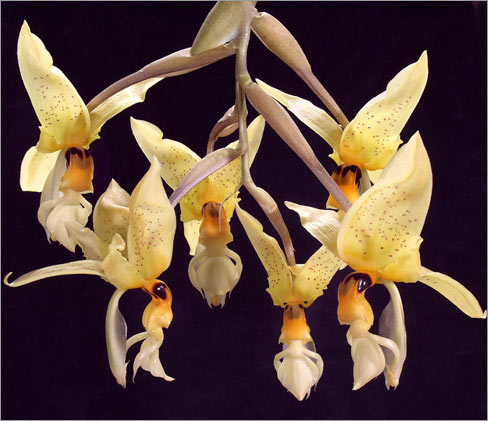 Stanhopea wardii