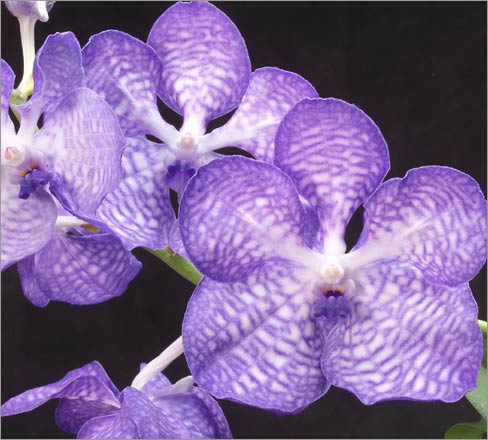 Vanda coerulea