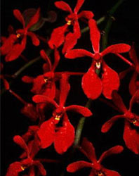 Red orchid