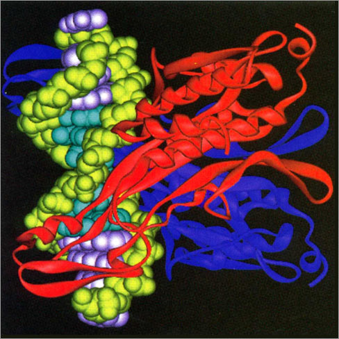 Protein/DNA complex