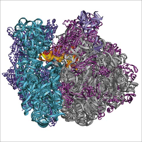 Ribosome