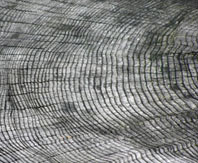 Tree rings