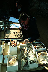 Richard Redding sorting bones