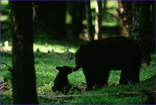 bear and cub