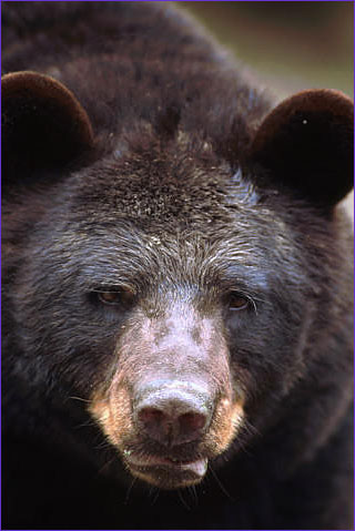 black bear