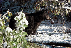 bear and snow