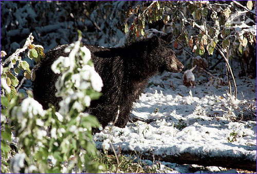 bear and snow