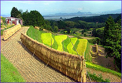 rice field