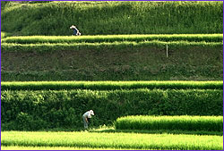 farmers weeding