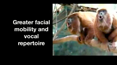 First Primates Video Extra