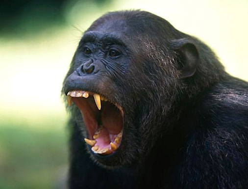 Chimpanzee screaming