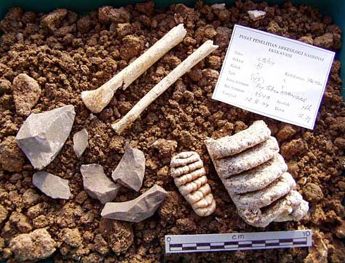 H. florensis bones