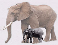 Pygmy elephant