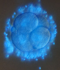 Four-cell human egg