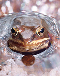 Wood frog