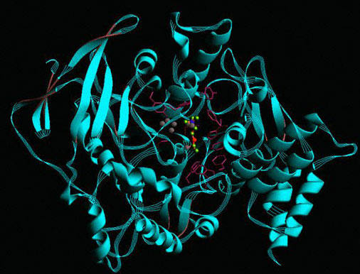 Protein folding