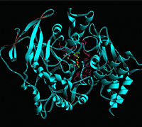 Protein folding