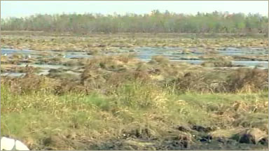 Wetland Destruction