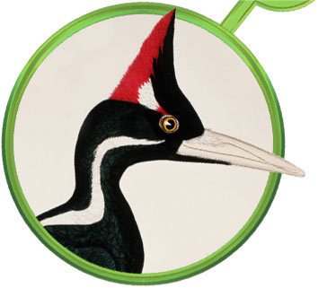 Ivory-Billed Woodpecker