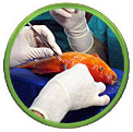 Fish Surgery
